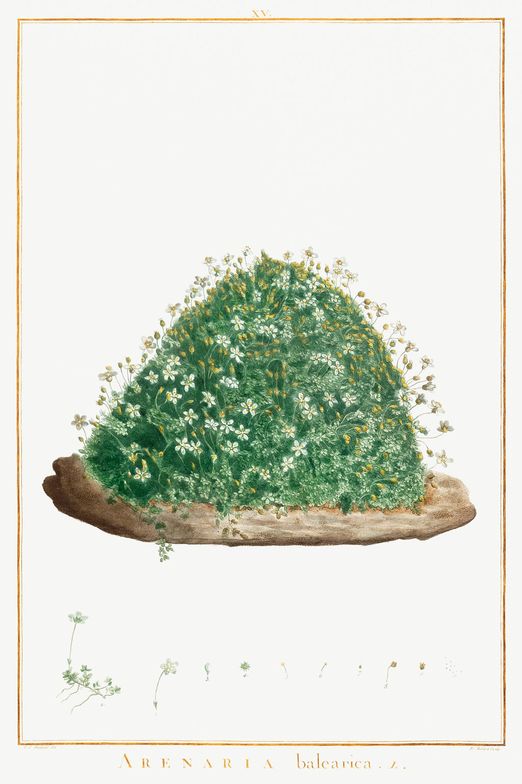 T-shirt Arenaria Balearica Image - Pierre-Joseph Redoute And Charles Louis L Heritier 1784 Essential