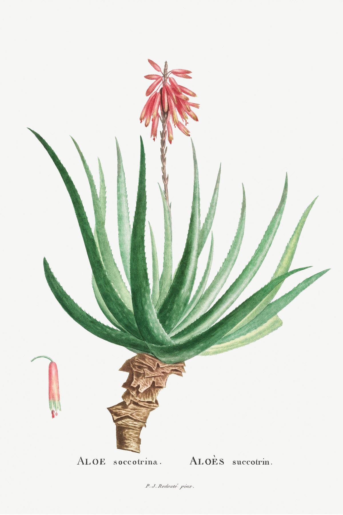 Hoodie Aloe Socotrina Image Essential