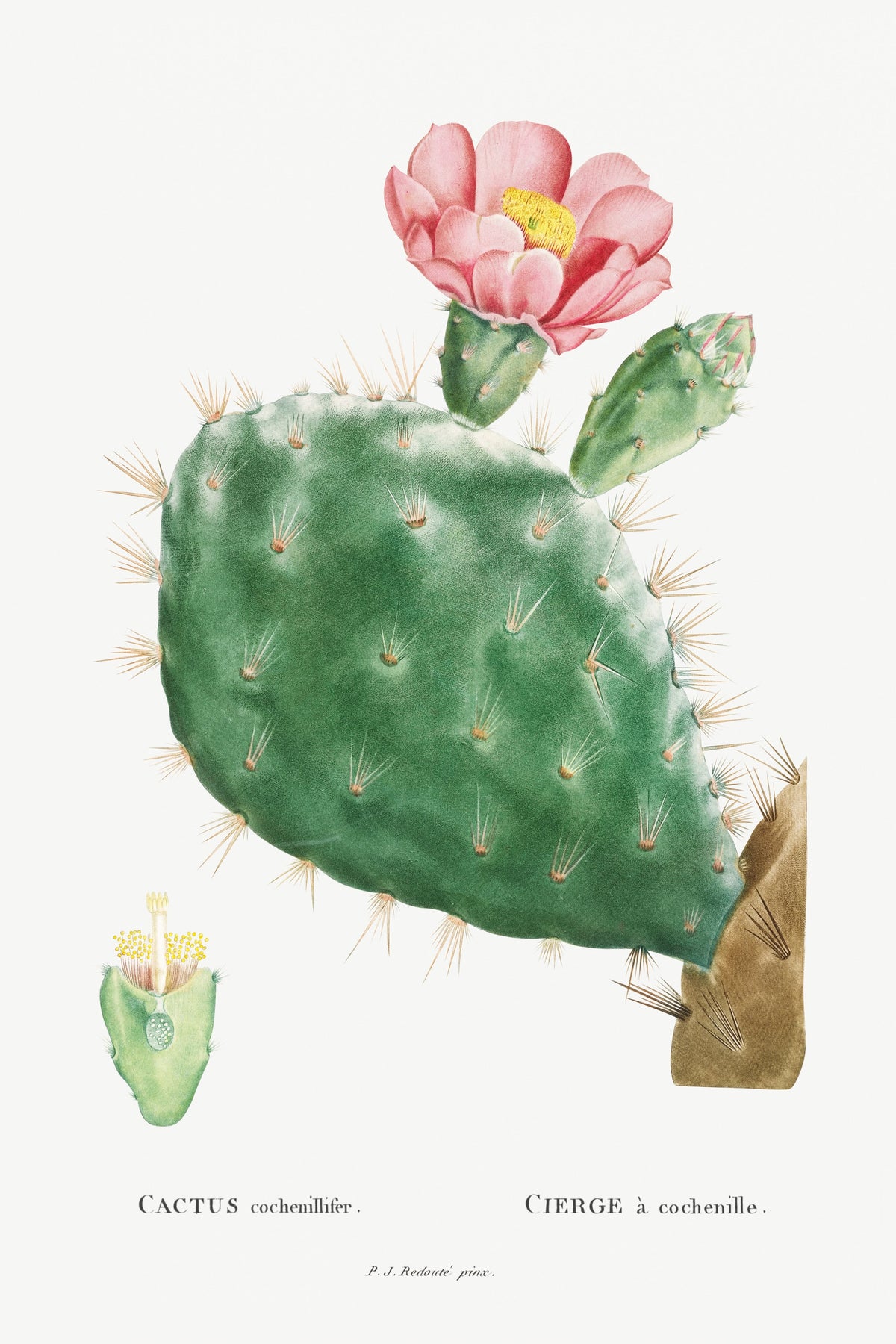 T-shirt Cactus Cochenillifer Image Essential