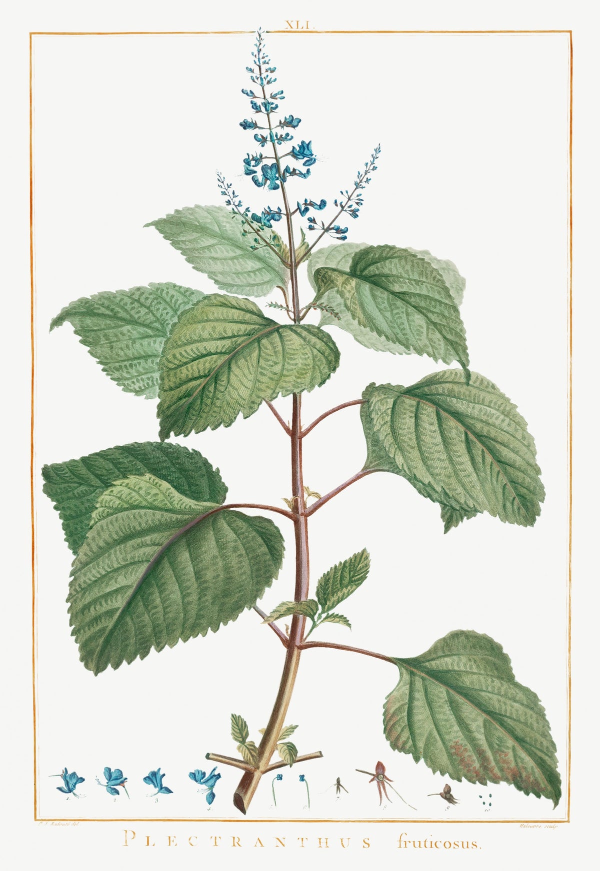 T-shirt Plectranthus Fruticosus Image - Pierre-Joseph Redoute And Charles Louis 1784 Essential