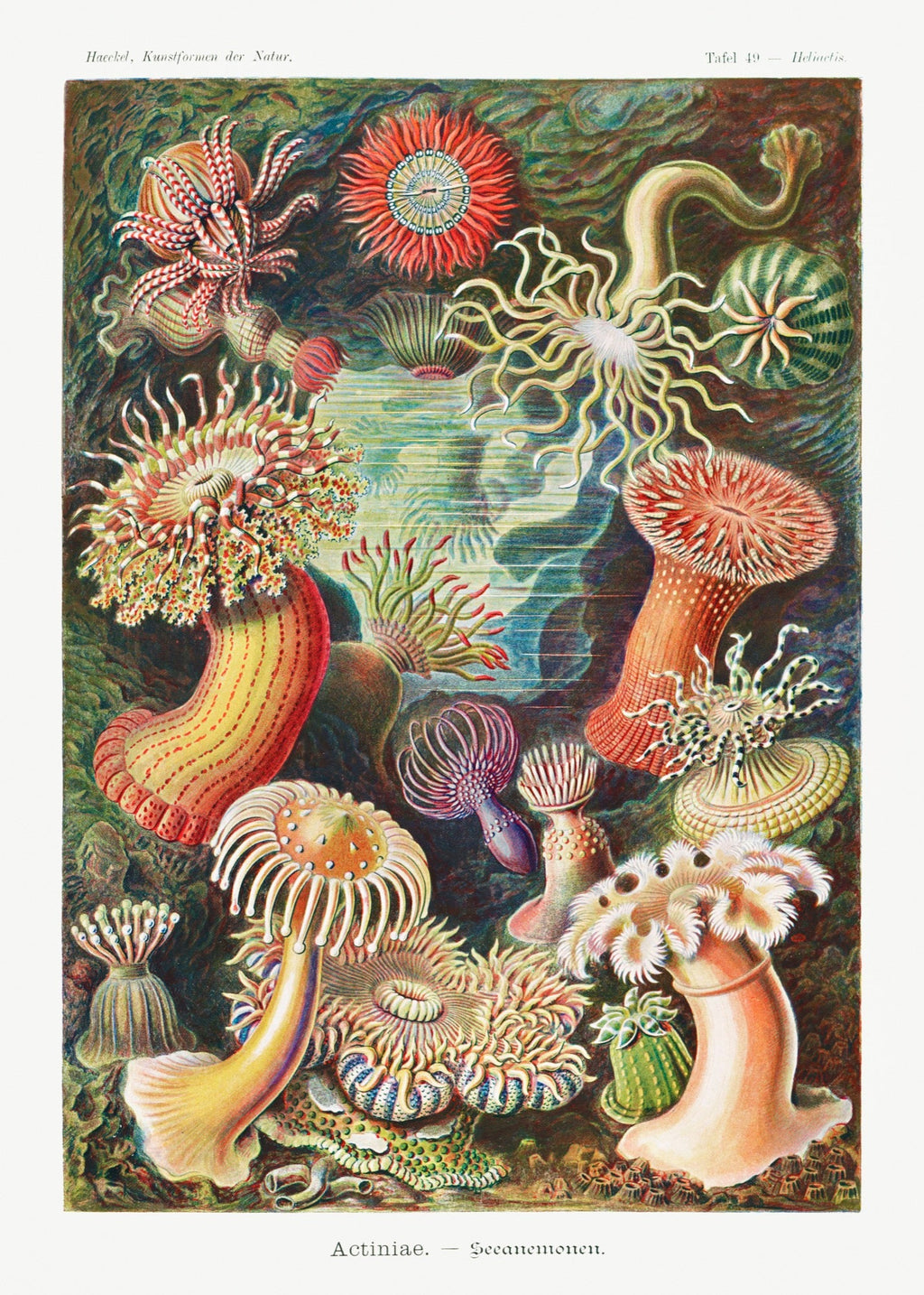T-shirt Actiniae Seeanemonen Essential