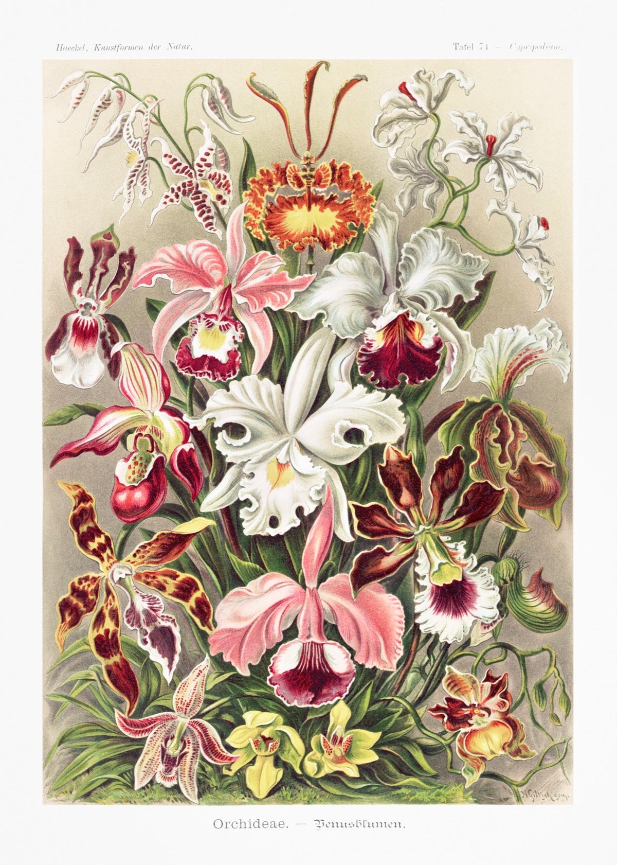 T-shirt Orchideae Denusblumen A Giltsch Gem Essential