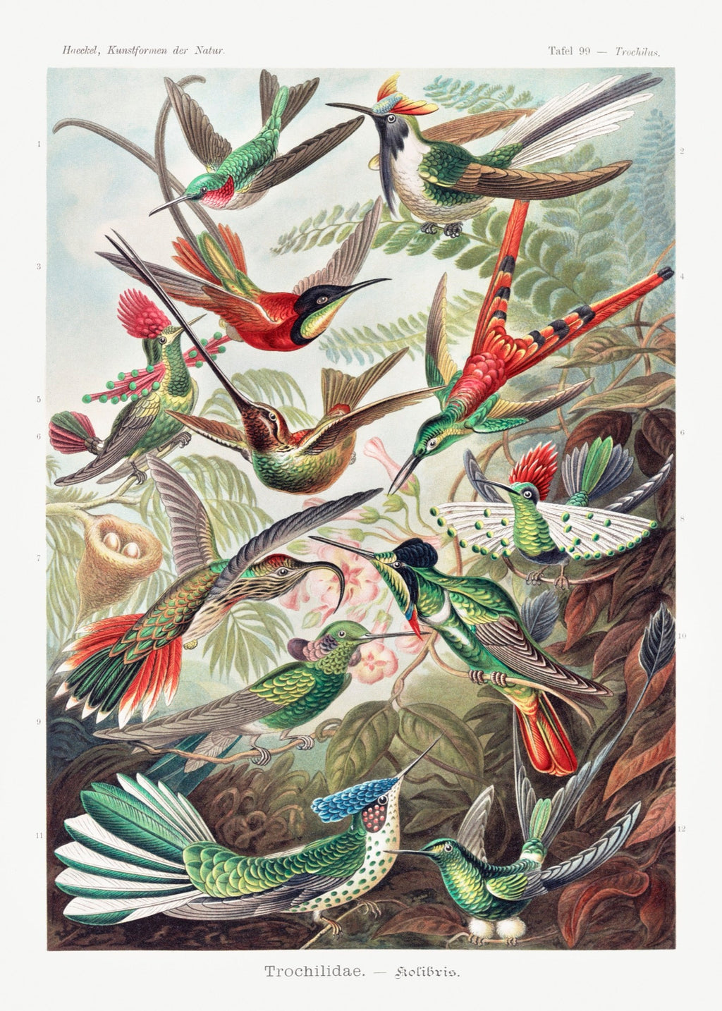 T-shirt Trochilidae Kolibris Essential