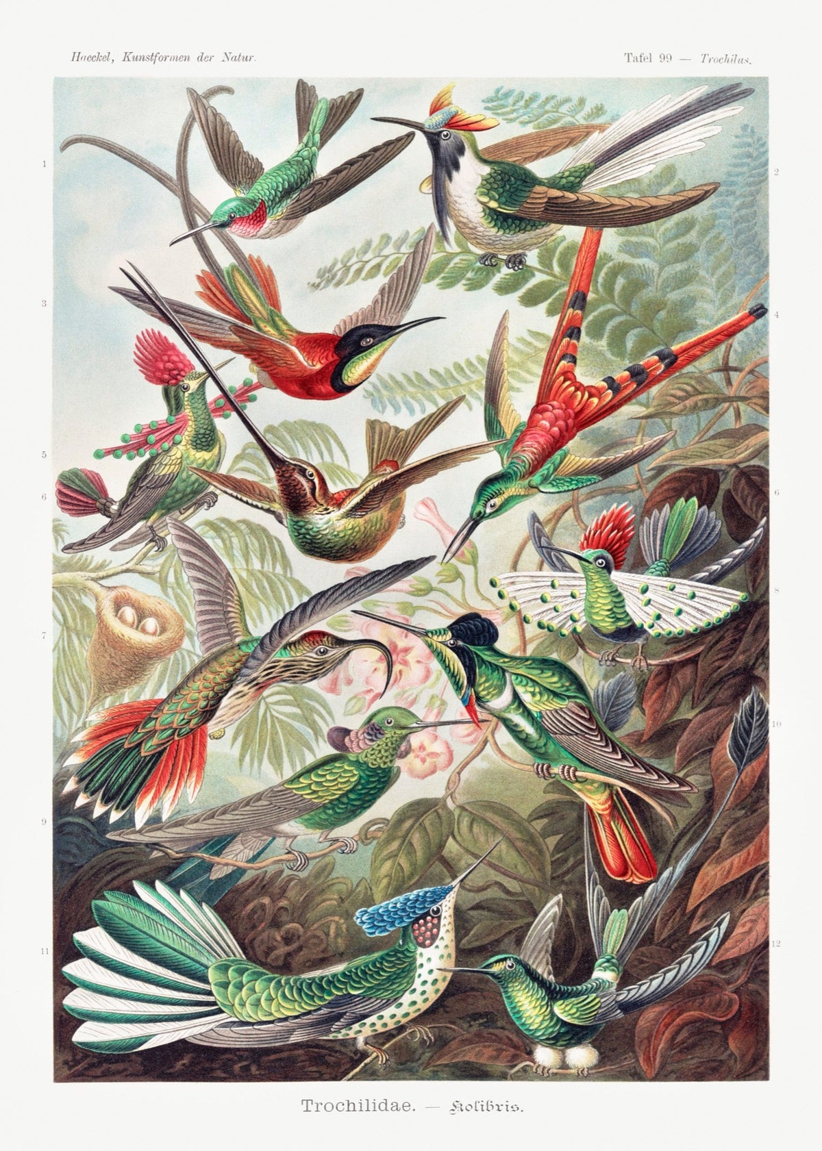 T-shirt Trochilidae Kolibris Essential