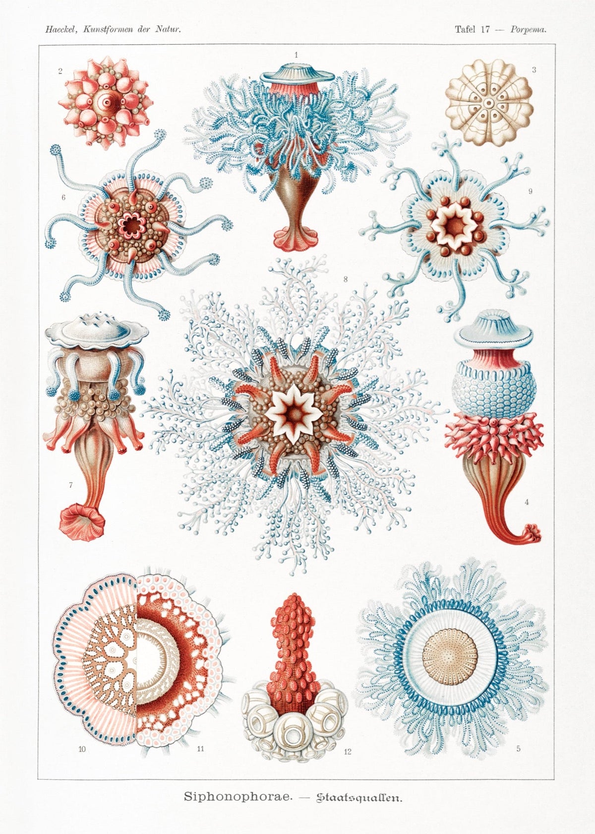 T-shirt Siphonophorae Staatsquallen Essential