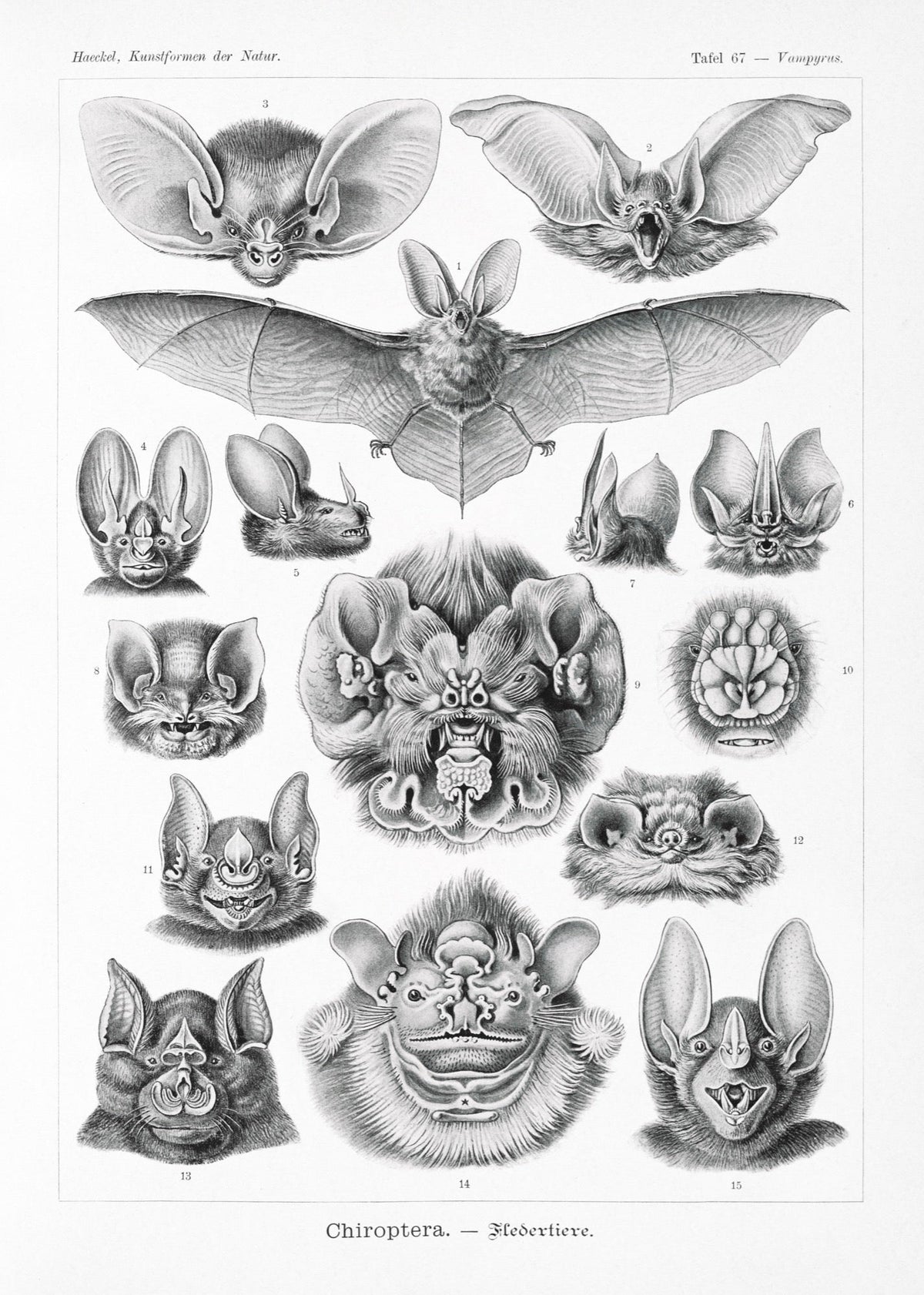 T-shirt Chiroptera Fledertiere Premium
