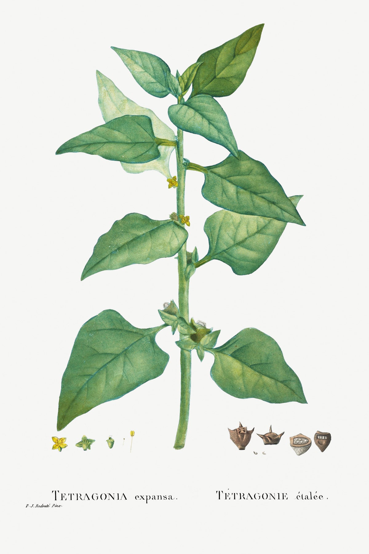 Hoodie Tetragonia Expansa New Zealand Spinach Essential