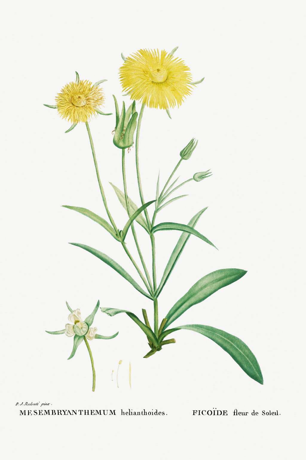 T-shirt Mesembryanthemum Helianthoides Spatula Leaved Fig Marigold - Pierre-Joseph 1799 Signature