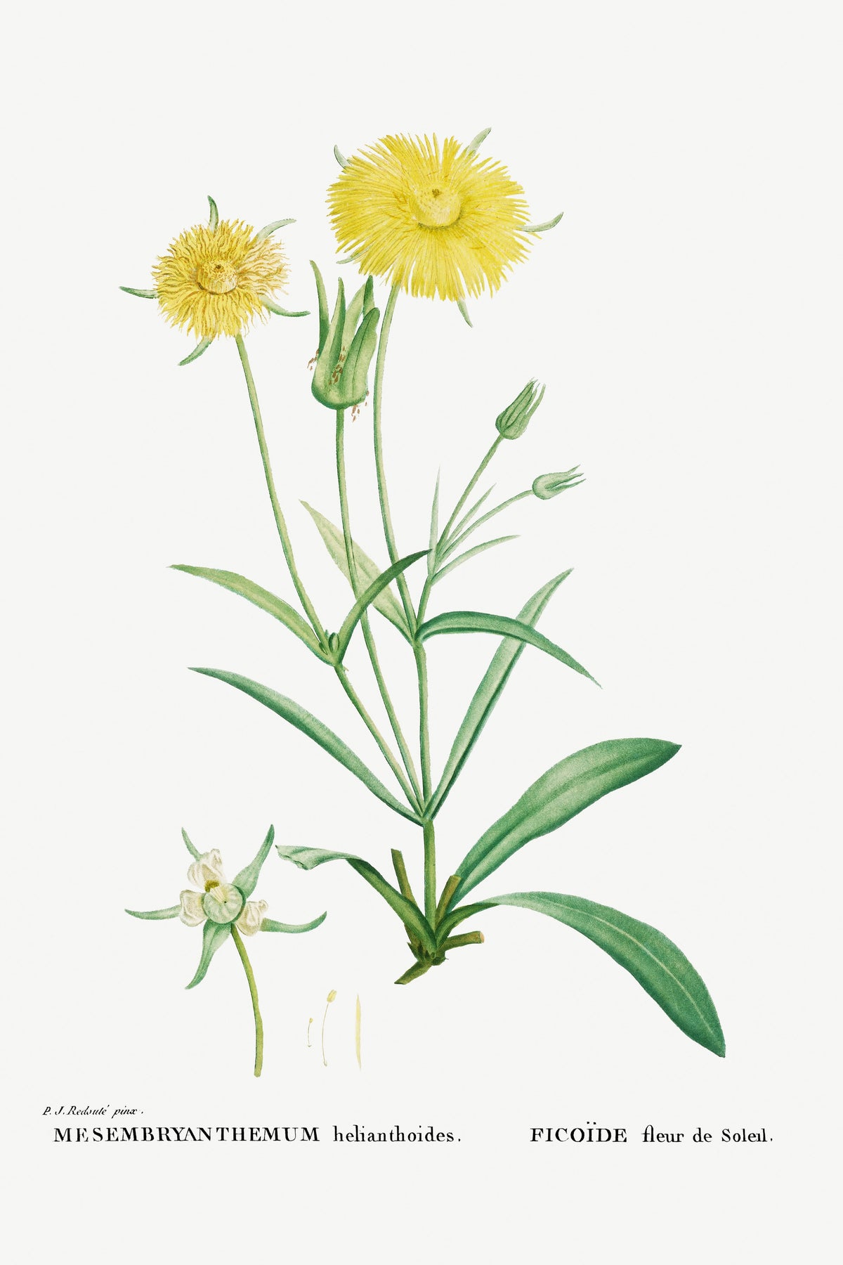 Hoodie Mesembryanthemum Helianthoides Spatula Leaved Fig Marigold - Pierre-Joseph 1799 Signature