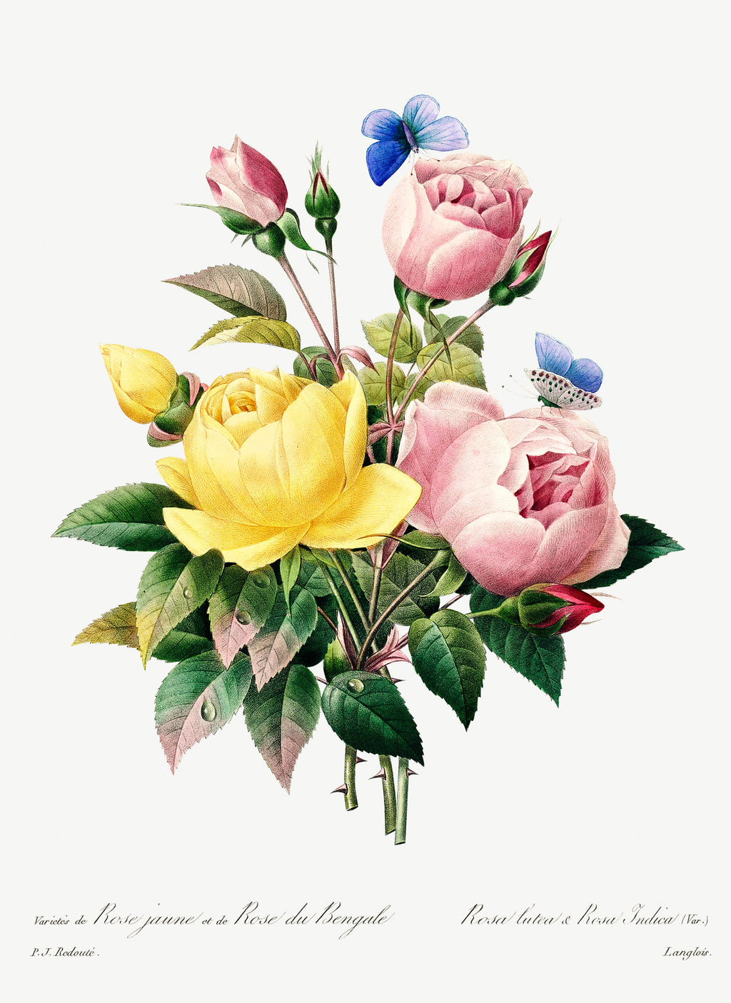 T-shirt Yellow Rose And Cabbage Rose - Pierre-Joseph Redoute 1759 Essential