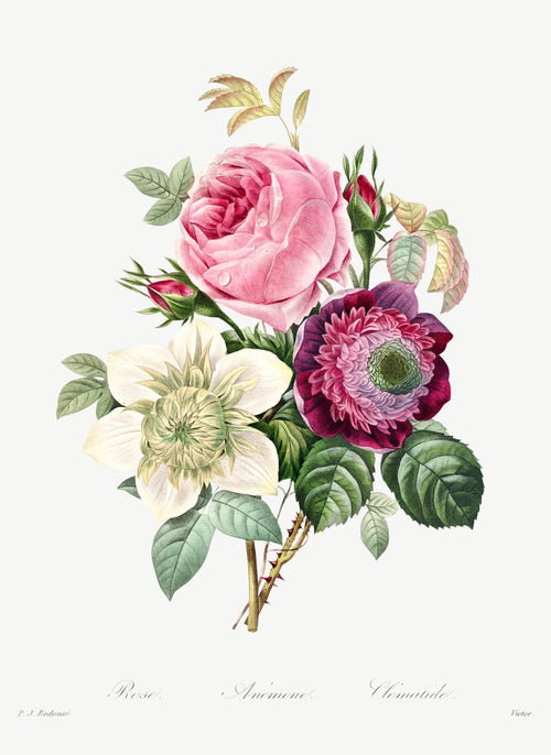 Hoodie Anemone And Cabbage Rose - Pierre-Joseph Redoute 1759 Essential