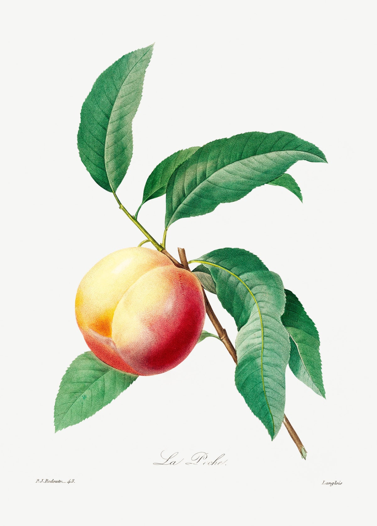 Hoodie Peach Fruit On A Branch - Pierre-Joseph Redoute 1759 Essential