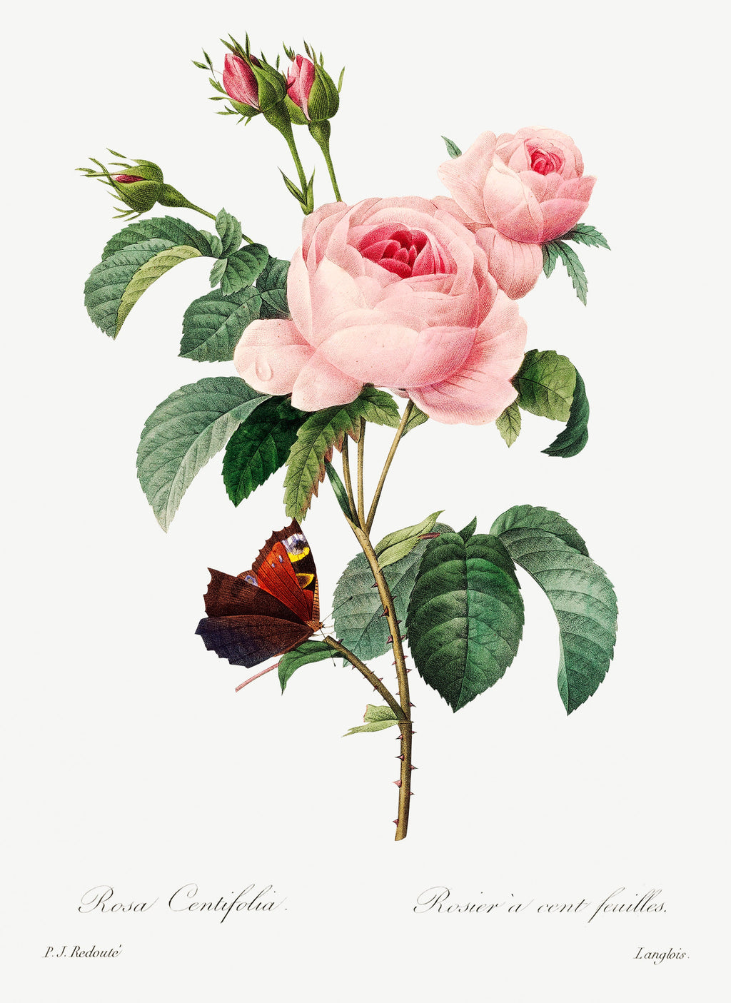 Sweater Cabbage Rose - Pierre-Joseph Redoute 1759 Signature