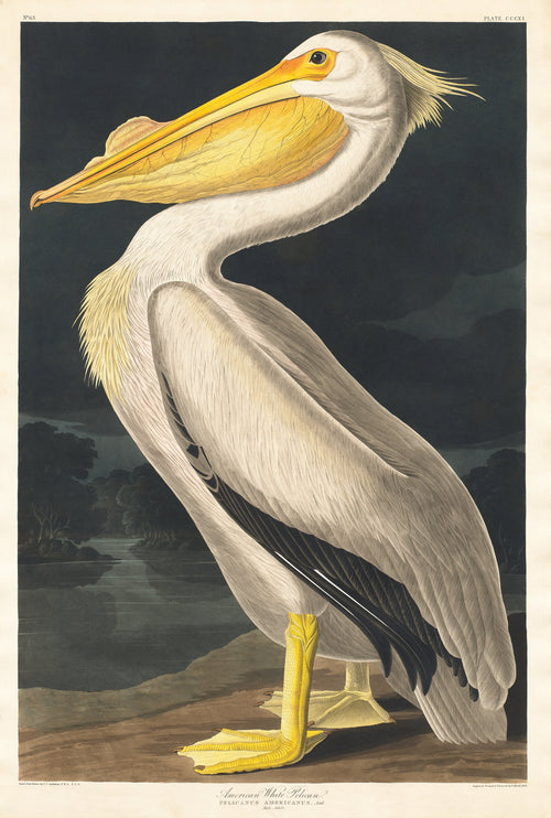Hoodie American White Pelican Essential