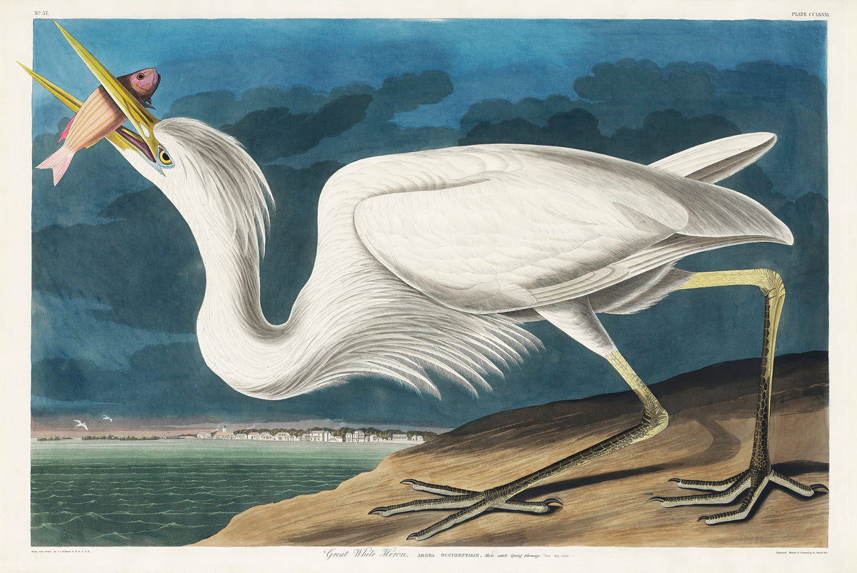 T-shirt Great White Heron Signature