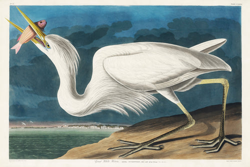 Hoodie Great White Heron Essential