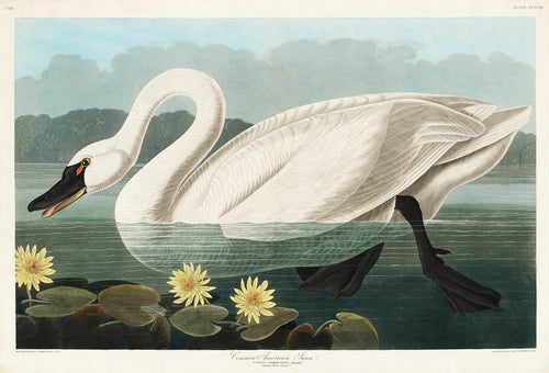 Hoodie Common American Swan - John James Audubon 1827 Essential