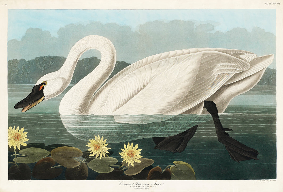 T-shirt Common American Swan - John James Audubon 1827 Essential