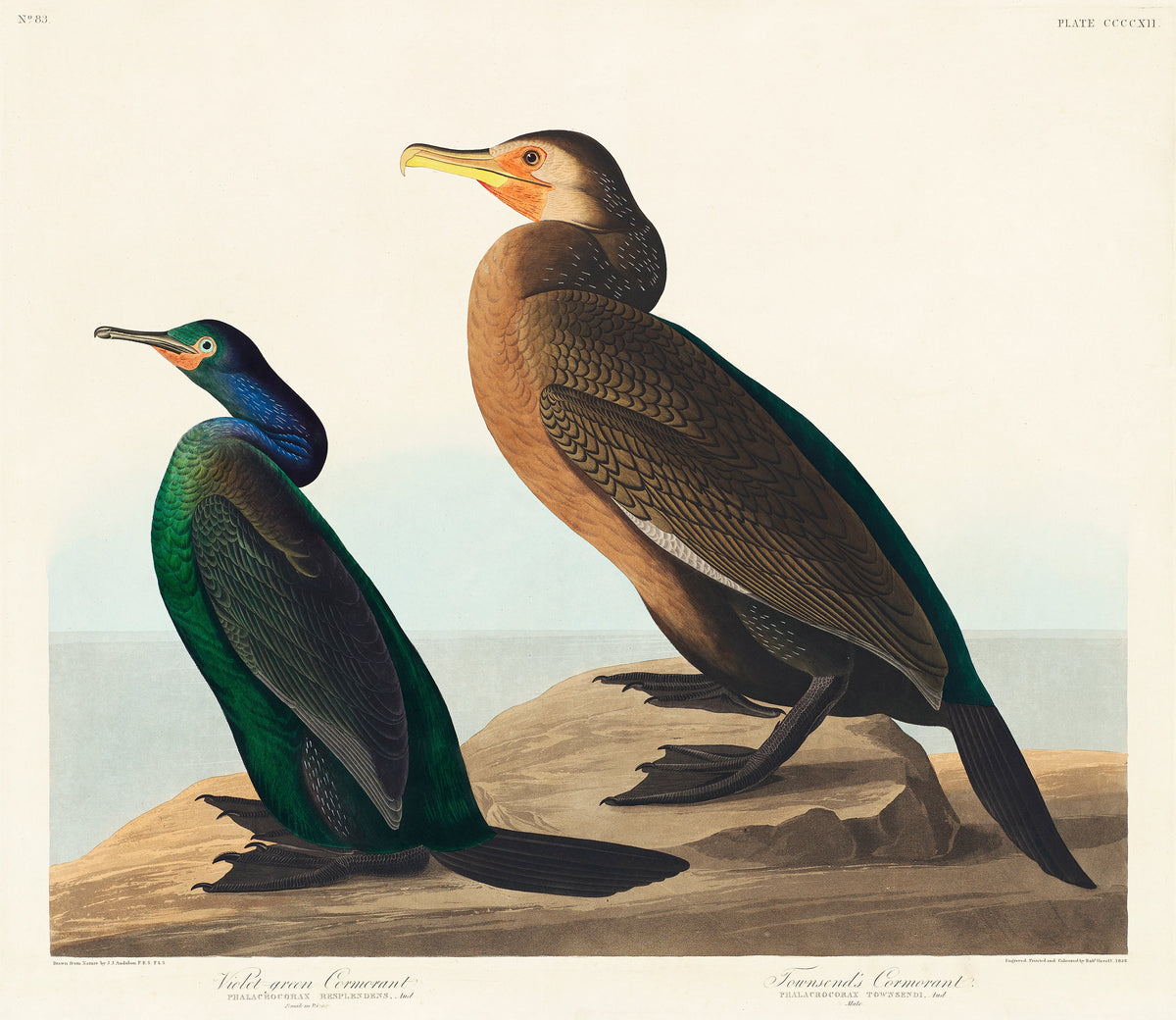 T-shirt Violet-Green Cormorant And Townsend Cormorant - John James Audubon 1827 Essential