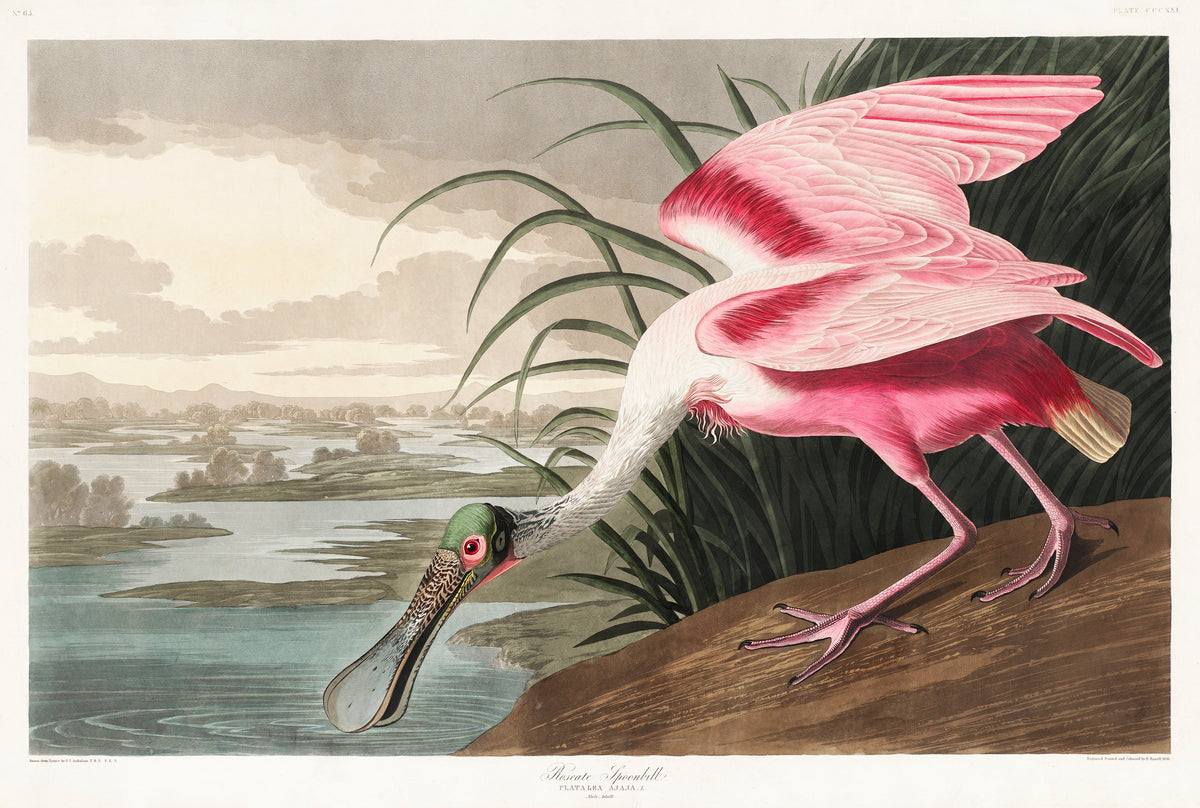 Hoodie Roseate Spoonbill Essential