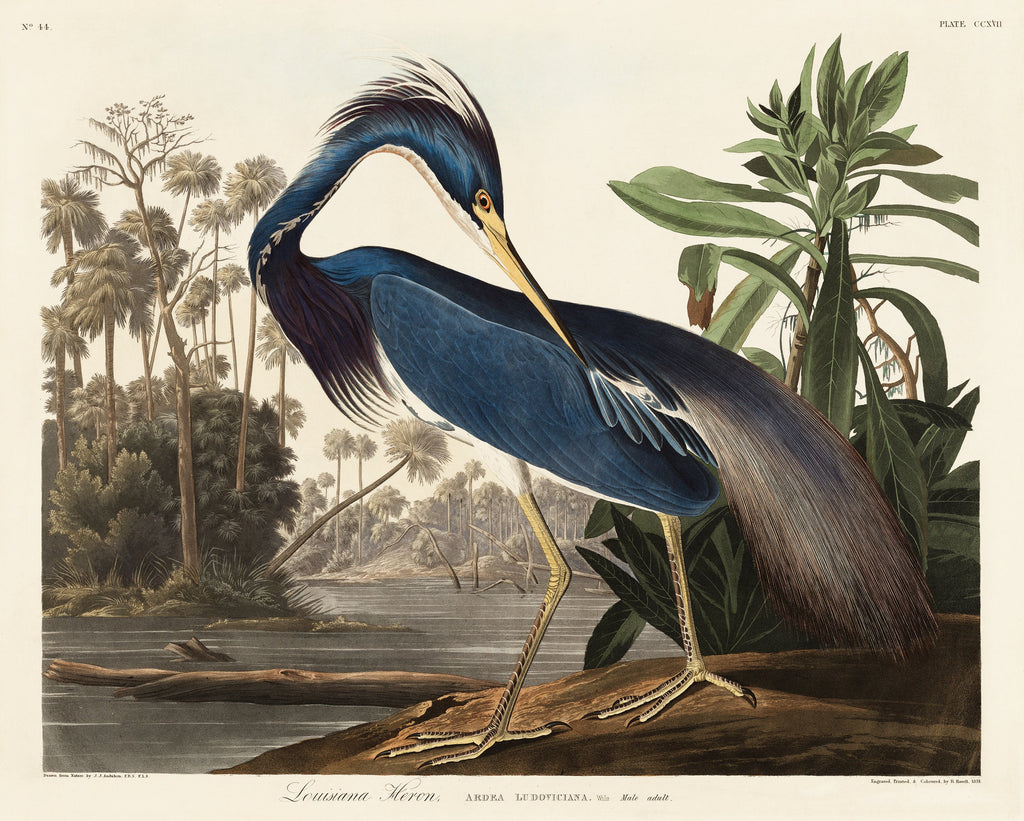T-shirt Louisiana Heron Essential