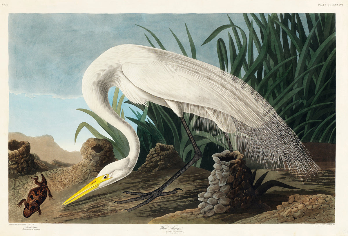 Hoodie White Heron Essential