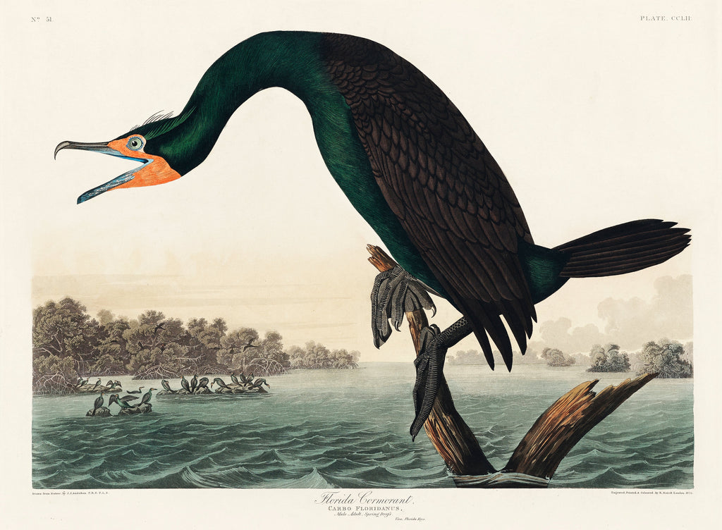 Hoodie Florida Cormorant Essential