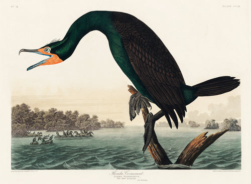 Hoodie Florida Cormorant Essential