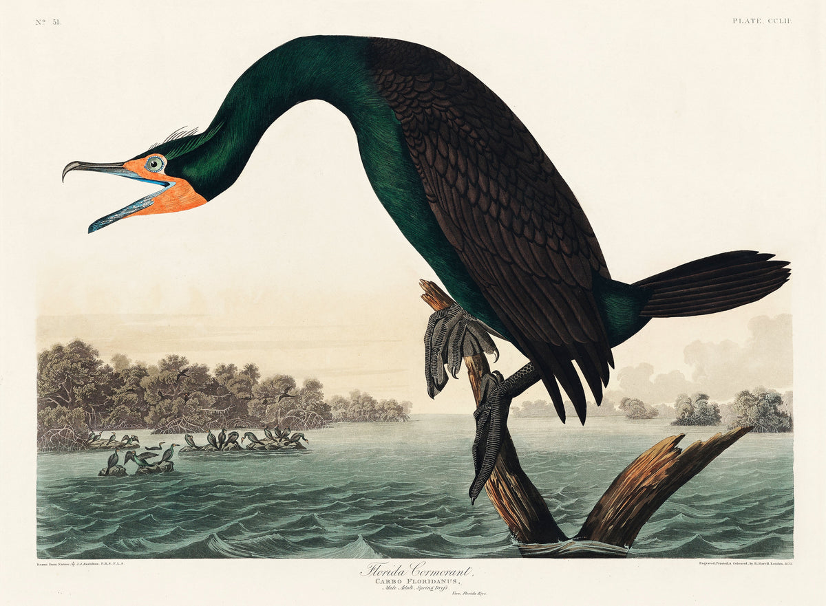 Sweater Florida Cormorant Essential