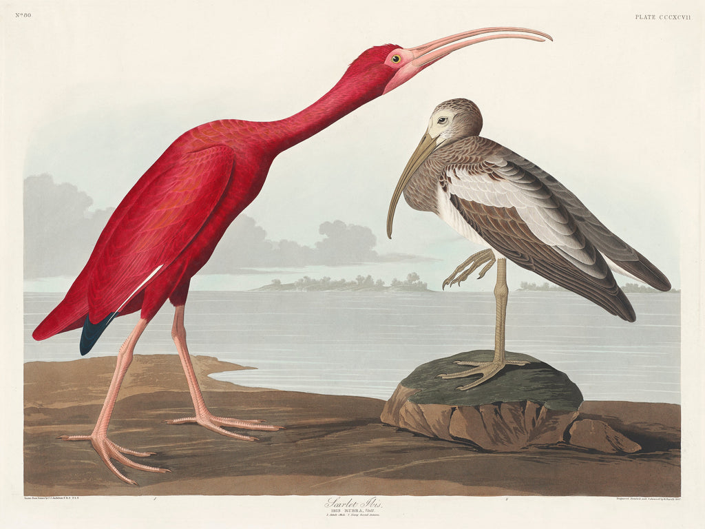 Sweater Scarlet Ibis - John James Audubon 1827 Essential