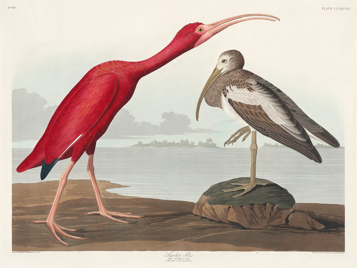 Hoodie Scarlet Ibis - John James Audubon 1827 Premium