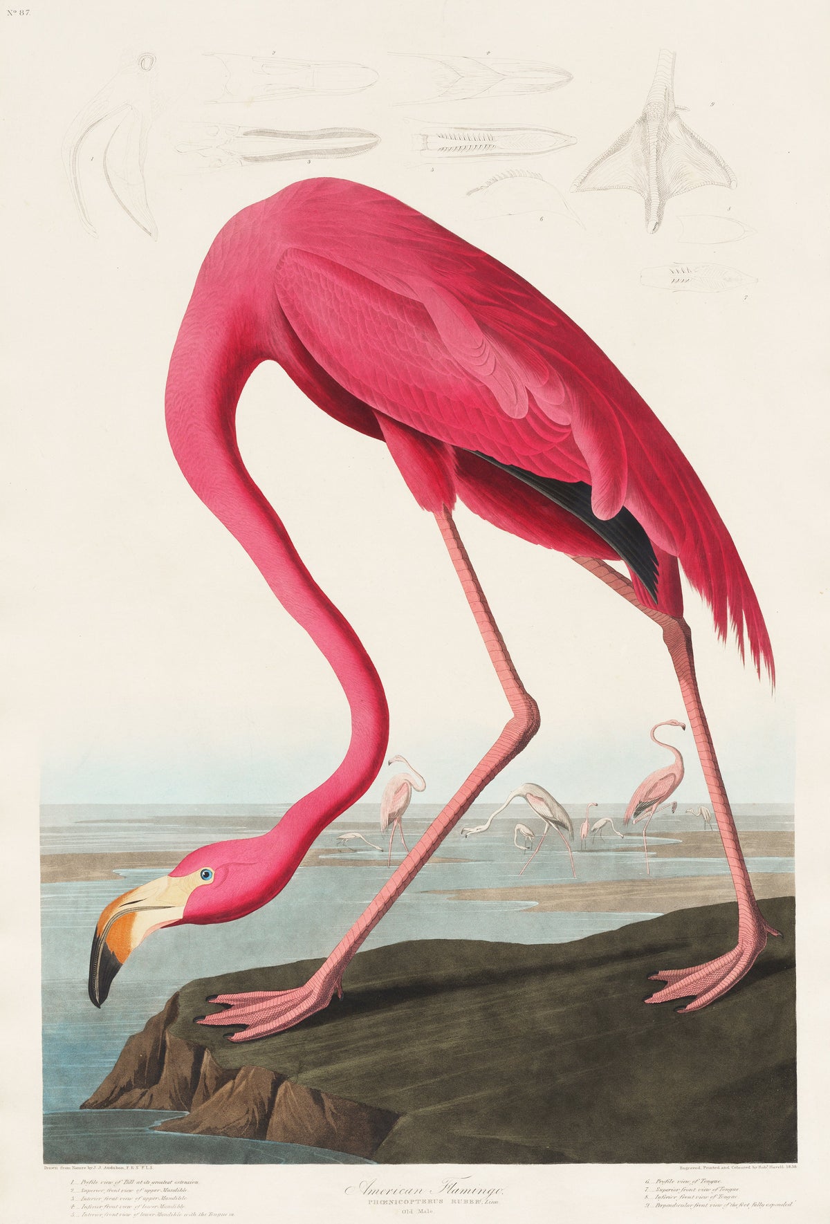 Hoodie Pink Flamingo - John James Audubon 1827 Signature