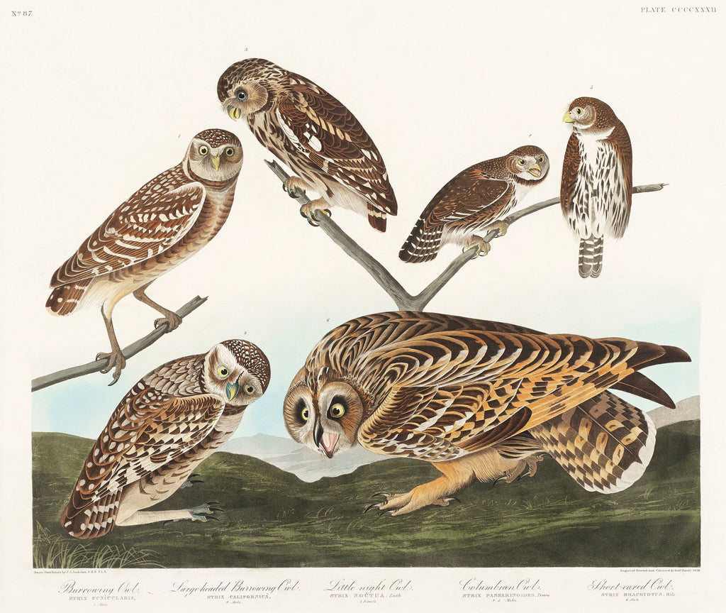 Sweater Burrowing Owl Large-Headed Burrowing Owl Little Night Owl Columbian Owl And Short-Cared Owl - John James Audubon 1827 Signature