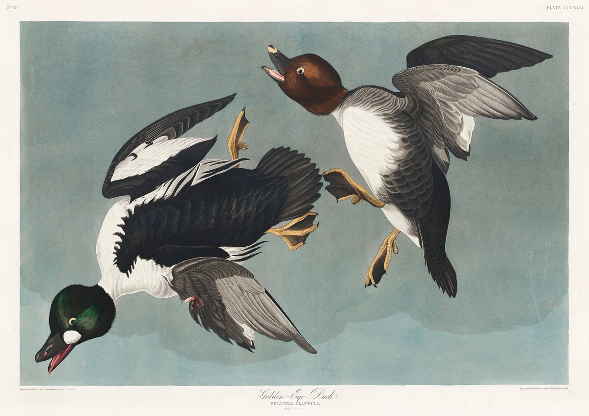 Sweater Golden-Eye Duck Essential