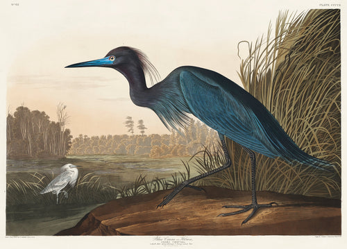 Hoodie Blue Crane Or Heron Essential