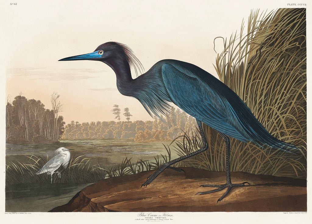 Hoodie Blue Crane Or Heron Signature