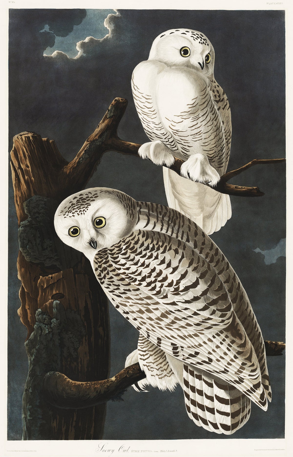 Sweater Snowy Owl Essential