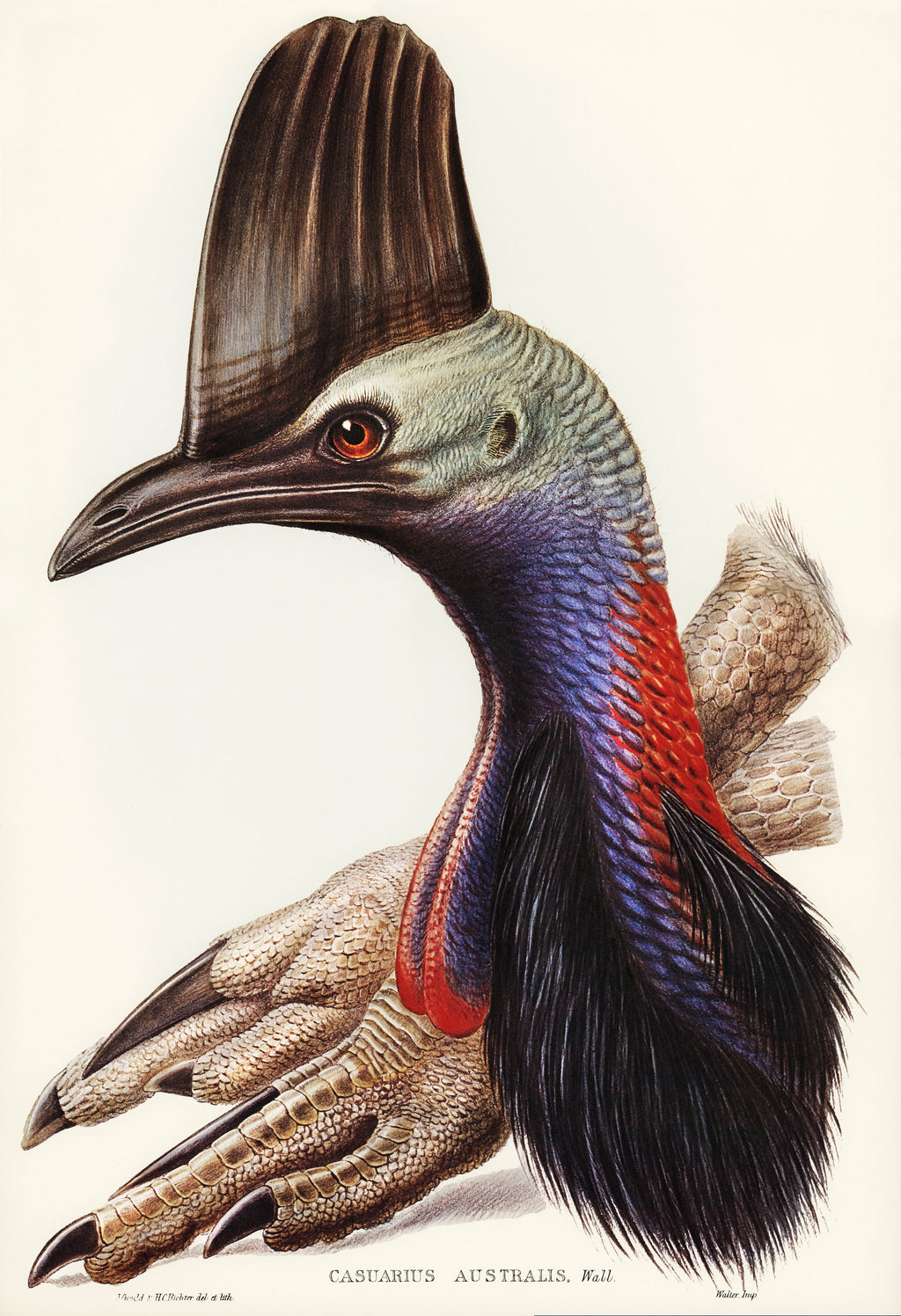 T-shirt Australian Cassowary Casuarius Australis Illustrated - Elizabeth Gould 1804 Essential