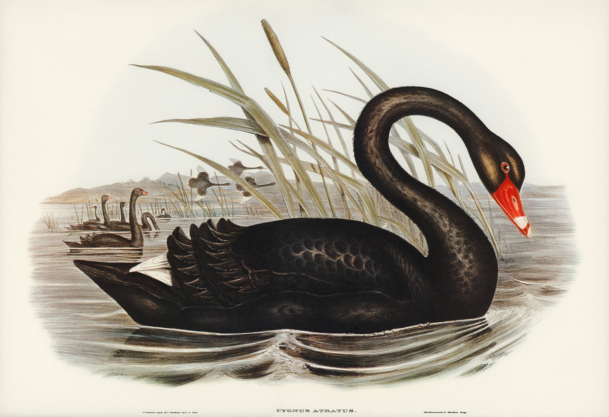 Sweater Black Swan Cygnus Atratus Illustrated - Elizabeth Gould 1804 Signature