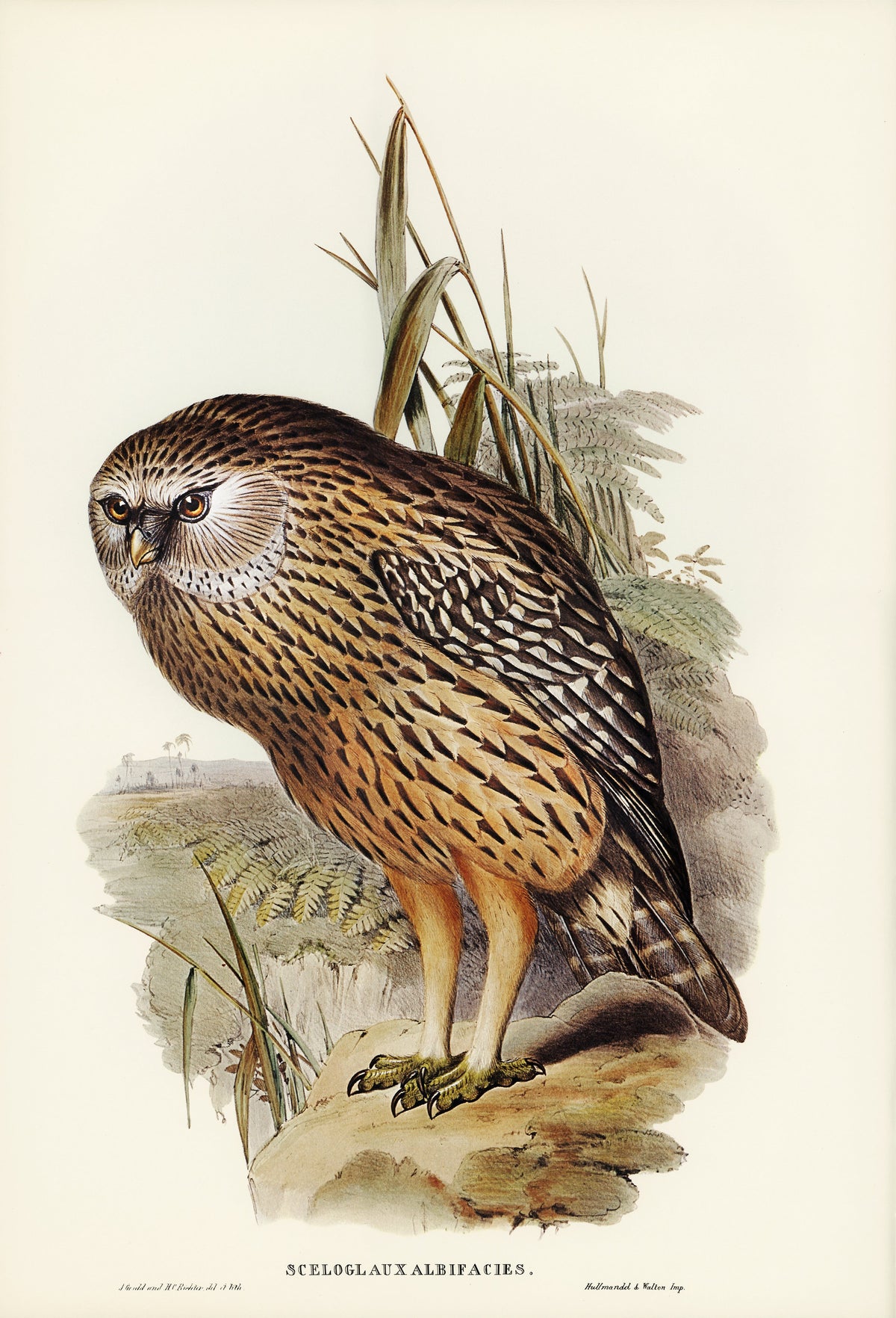 T-shirt Wekau Sceloglaux Albifacies Illustrated - Elizabeth Gould 1804 Essential