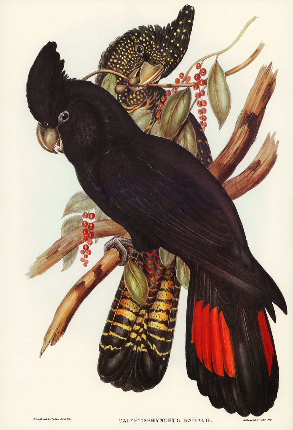 Sweater Banksian Cockatoo Calyptorhynchus Banksii Illustrated - Elizabeth Gould 1804 Essential