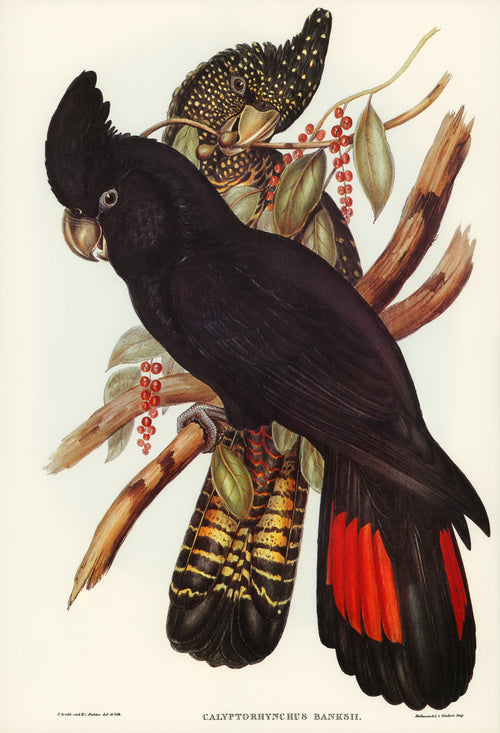 Hoodie Banksian Cockatoo Calyptorhynchus Banksii Illustrated - Elizabeth Gould 1804 Premium