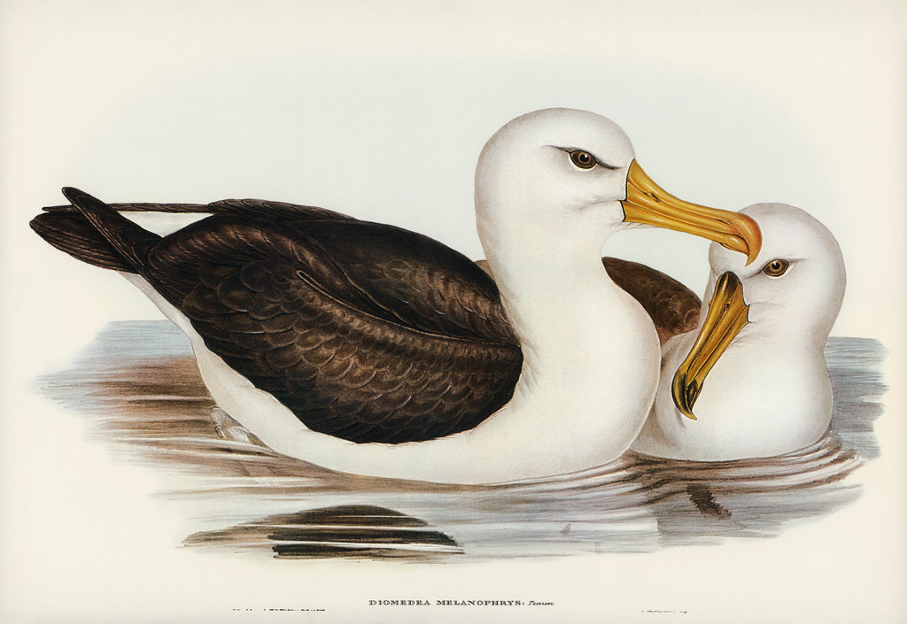 Hoodie Black-Eyebrowed Albatros Diomedea Melanophrys Illustrated - Elizabeth Gould 1804 Signature