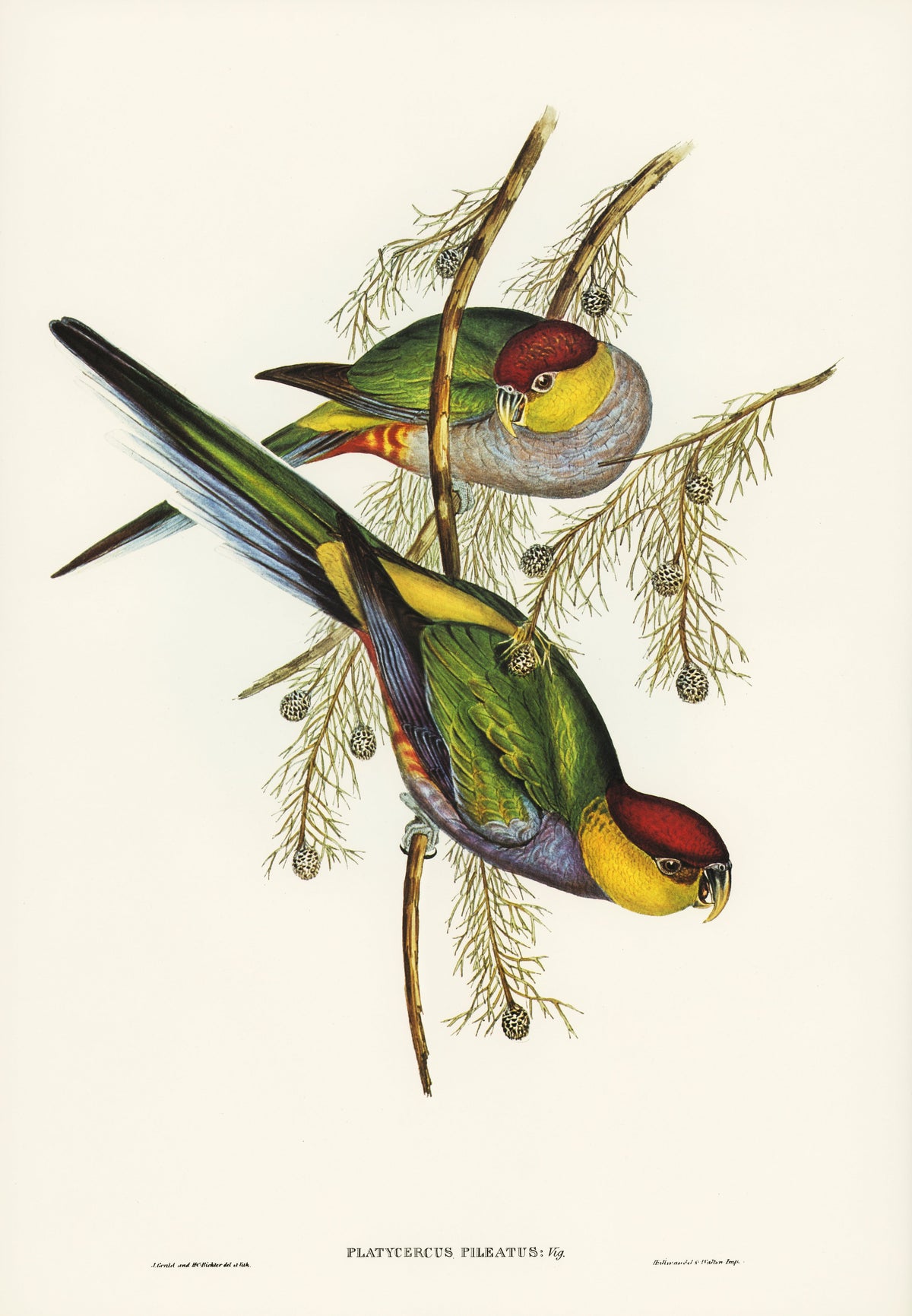 Hoodie Red-Capped Parakeet Platycercus Pileatus Illustrated - Elizabeth Gould 1804 Essential