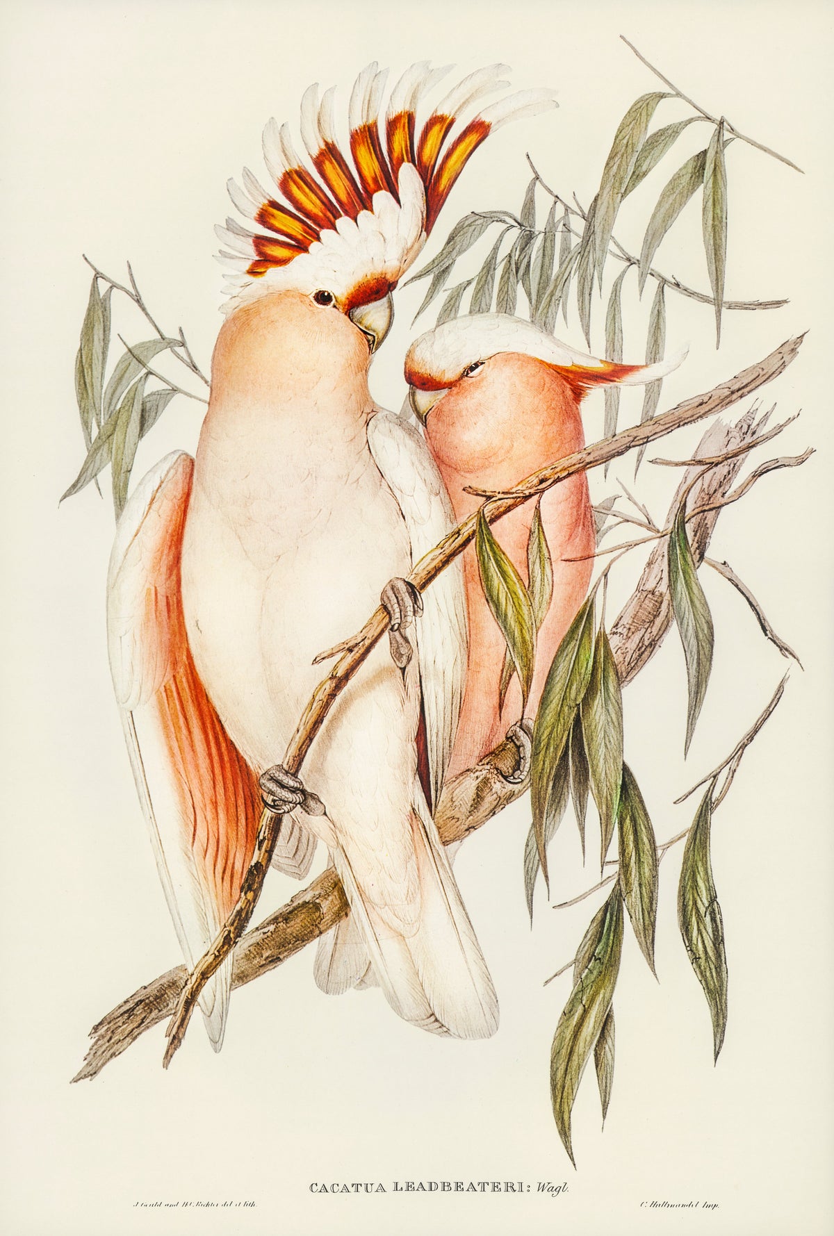 Hoodie Leadbeater Cockatoo Cacatua Leadbeaterii Illustrated - Elizabeth Gould 1804 Essential