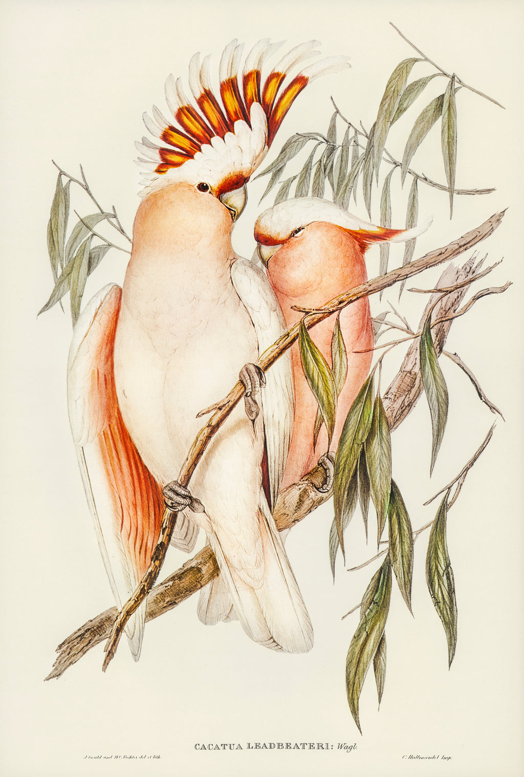 T-shirt Leadbeater Cockatoo Cacatua Leadbeaterii Illustrated - Elizabeth Gould 1804 Signature