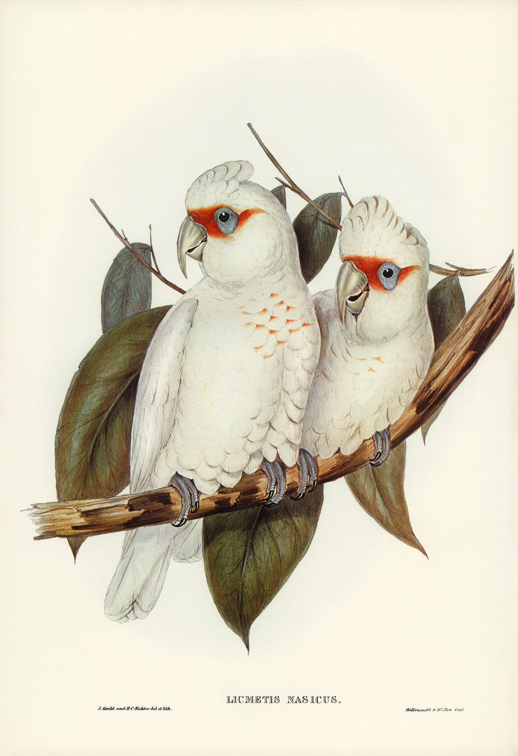 Sweater Long-Billed Cockatoo Licmetis Nasicus Illustrated - Elizabeth Gould 1804 Signature