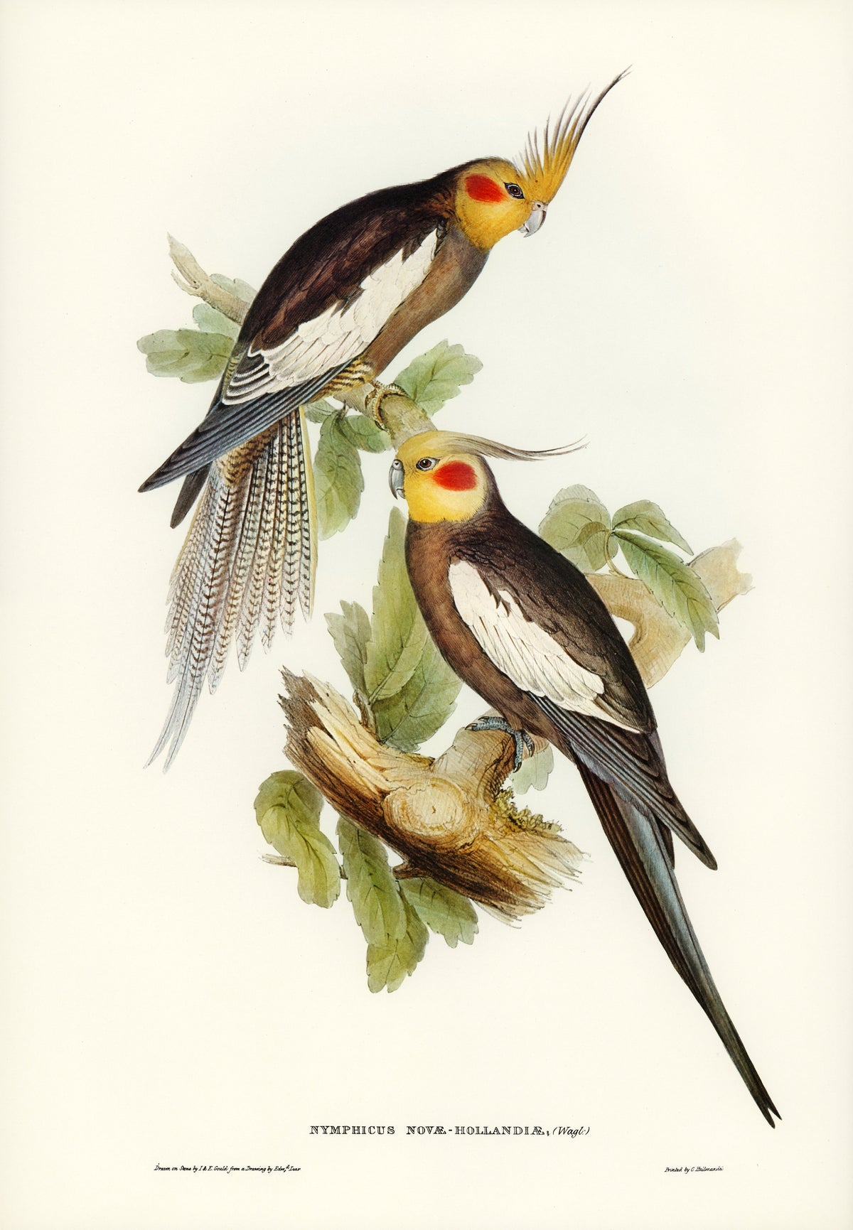 Hoodie Cockatoo Parakeet Nymphicus Novae Hollandiae Illustrated - Elizabeth Gould 1804 Signature
