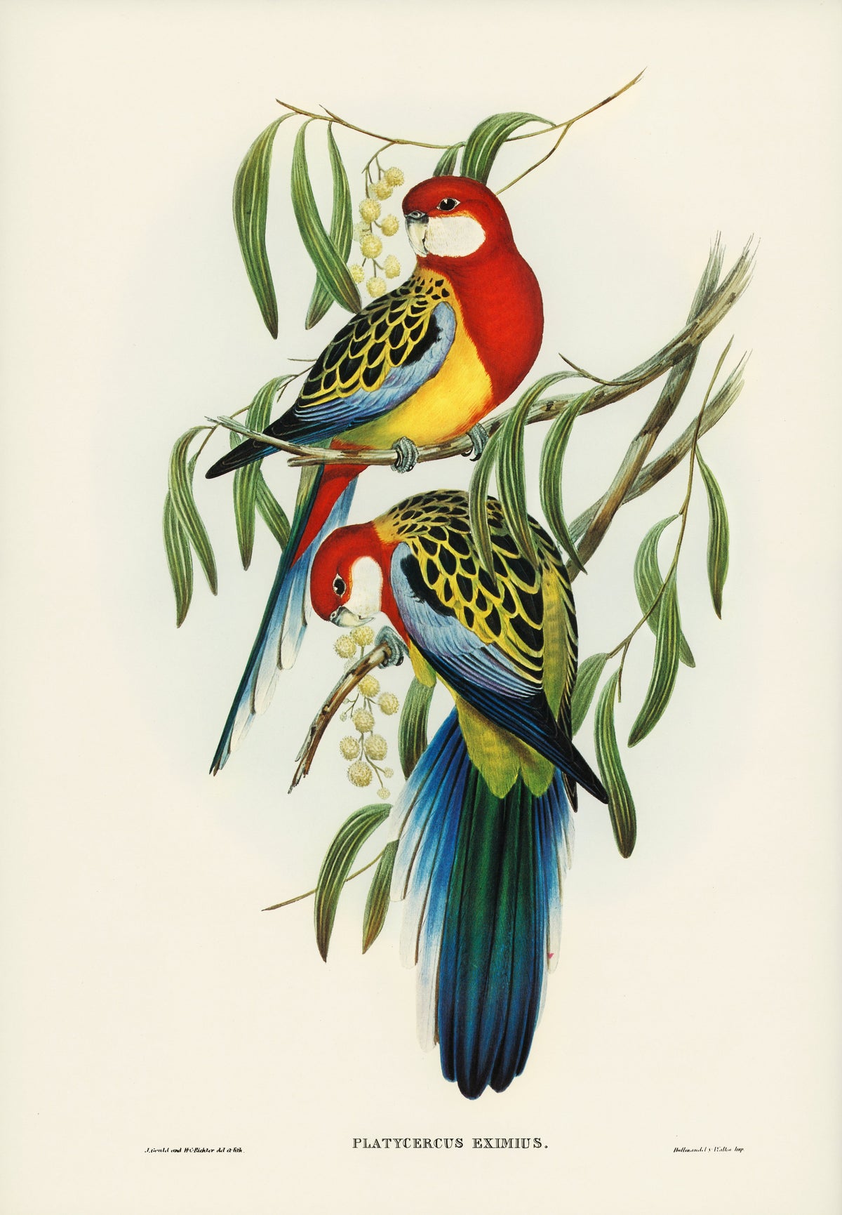 Sweater Rose-Hill Parakeet Platycercus Eximius Illustrated - Elizabeth Gould 1804 Essential