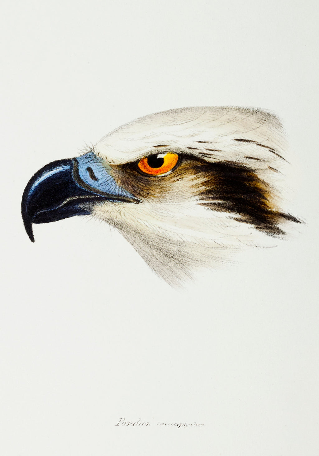 Sweater White-Headed Osprey Pandion Leucocephalus Illustrated Essential